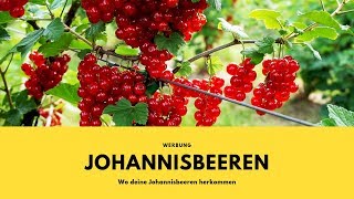 Wo deine Johannisbeeren herkommen  Johannisbeerernte  Aldi Süd  Natürlich Lecker [upl. by Laurentia]