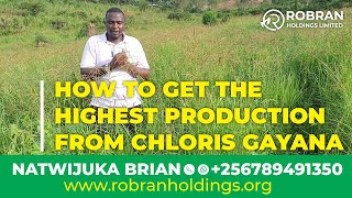 HOW TO GET THE HIGHEST PRODUCTION FROM CHLORIS GAYANA ll Natwijuka Brian 256789491350 [upl. by Vivyan]