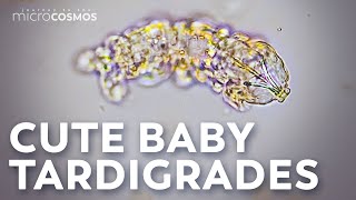 The Highs and Lows of Tardigrade Pregnancy [upl. by Reis]