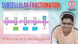 Subcellular Fractionation  Isolation of cell organelles  Differential Centrifugation [upl. by Ettelimay754]