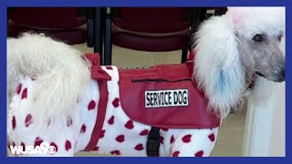 Fake service dogs are becoming a problem [upl. by Adena]