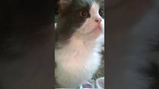 POV Your cat heard a pigeon [upl. by Goldenberg]