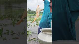 Village Boy Catching Fish Flood Water [upl. by Iroak]