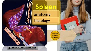 spleen anatomy  histology relation function physiology  reticuloendothelial monocytemacrophages [upl. by Swarts82]