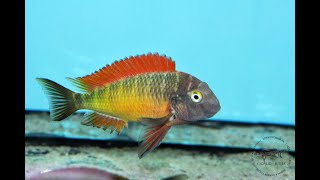 Tropheus moorii Ilangi [upl. by Gardia]