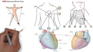 ÉLECTROCARDIOGRAPHIE  Première partie  ECG Normale [upl. by Ennaul]