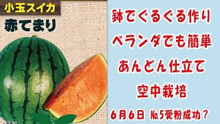 甘〜い 小玉スイカ 🍉【赤てまり】No5受粉成功？鉢でぐるぐる作りベランダでも簡単あんどん仕立てで空中栽培 家庭菜園 2024年6月6日 [upl. by Rayburn]