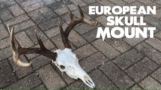 How to do a European Skull Mount [upl. by Iand347]