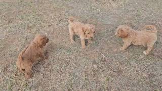 7 week old Goldendoodle puppies get some yard time available [upl. by Zrike]