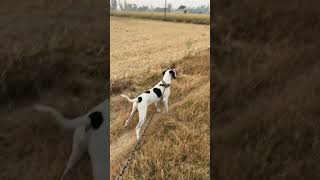 Pointer dog in Punjab shikari breed🐕🐕doglover [upl. by Suivatnod444]