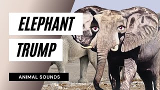 Learn elephant sound  elephant sound effects [upl. by Ailugram]