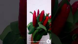 Costus SpiralisCostus Spiralis flowerwholesaleflowersexportflowersflowerfarmingFreshFlowers [upl. by Kyne125]