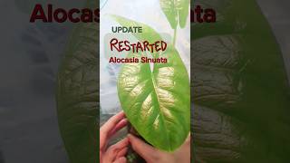 UPDATE  Restarted Alocasia Sinuata alocasiasinuata indoorgardening plantrestart shorts [upl. by Nudd252]