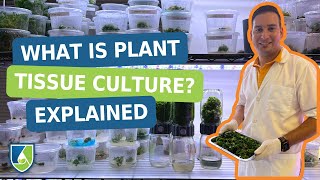 What is Plant Tissue Culture Explained in 3 Minutes [upl. by Leanor939]