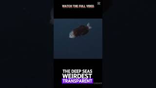 Fish With A Transparent Headscaryfacts deepseasecrets deepseaanimals weirdcreatures marinefacts [upl. by Aynotal]