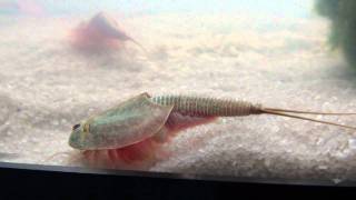 Triops Longicaudatus [upl. by Orola841]