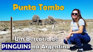 Lugar Incrível Punta Tombo Conheça A Maior PINGUINEIRA da Argentina [upl. by Tena]