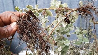 Propagate Euonymus Shrubs Easily This Way  DIY Gardener [upl. by Alurd]