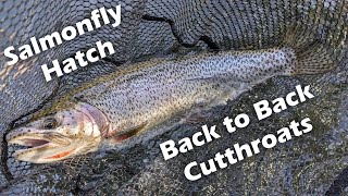 Back to Back Nice Cutthroats Dry Fly Fishing Salmonfly Hatch Oregon 2024 [upl. by Hgielrebma66]