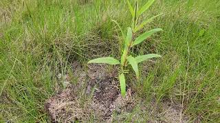 Helianthus nuttallii Nuttalls or Common Tall Sunflower 2 weeks after planting [upl. by Zurkow]