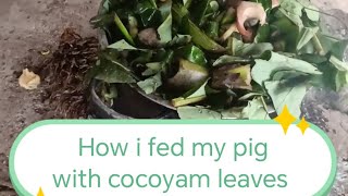 How to fatten pigs with cocoyam leaves and chicken feed👍 please like share and subscribe [upl. by Fineman]