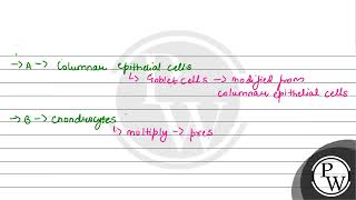 Goblet cells of alimentary canal are modified from [upl. by Oilerua]