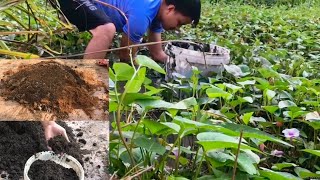 Its amazingI have mixed coconut fiber with young mud with this method to grow all types of plants [upl. by Valentina293]