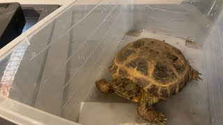 Russian tortoise with respiratory infection [upl. by Notniv550]