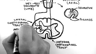 Neuroanatomy 101 Corticospinal Tract Made Easy [upl. by Slosberg]