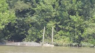 world largest crocodile in odisha bhitarkanika national park world largest crocodile  kalia [upl. by Siwel]