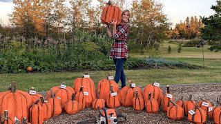 Chainsaw Carving Artist Makes a Big Batch of Log Pumpkins for Fall Decor  The Stumpkin Patch [upl. by Barcot]