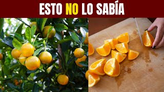 Por qué las NARANJAS no son SALADAS [upl. by Enihpesoj]