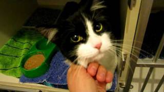 Beautiful Cat Purring So Loud [upl. by Maurili483]