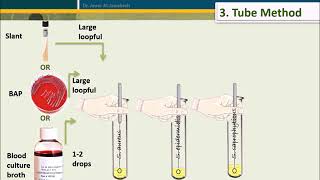 Coagulase Test [upl. by Dorwin178]