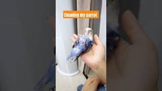 Cleaning my parrot  pet vlog  pet collection popular pet funny pet funniestvideo pets in city [upl. by Redmer]