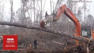 Momen pilu saat orang utan adang buldoser di hutan Kalimantan [upl. by Llib]