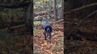 Bluetick Coonhound Bawlin bluetickcoonhound newhampshire [upl. by Eurd688]