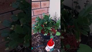 Zygo Cactus blooming in Perth Western Australia [upl. by Yrrac]