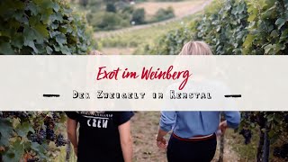 Exot im Weinberg  der Zweigelt im Remstal [upl. by Edana45]