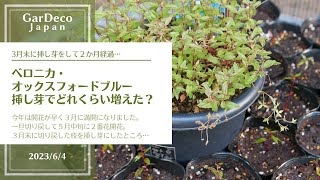 【増殖】ベロニカ・オックスフォードブルーの挿し芽（挿し木）でどれくらい増えた？【増やし方】 [upl. by Nnylorac]