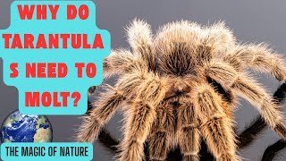 Why Do Tarantulas Need to Molt [upl. by Assertal]