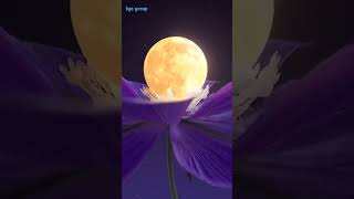 Flower blooming in the night nature relax beautiful [upl. by Farland633]