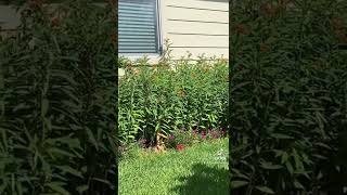 Plant your milkweed to grow Monarch butterflies [upl. by Maynord]