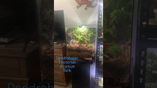 One of my dart frog builds 🐸 diy moss plant plants terrarium frog frogs trending awesome [upl. by Nitin978]