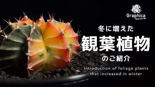 【観葉植物】冬に増えた観葉植物のご紹介 [upl. by Blakeley]