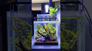 Nano Tank aquascape aquascaping aquarium shrimptank [upl. by Harima]