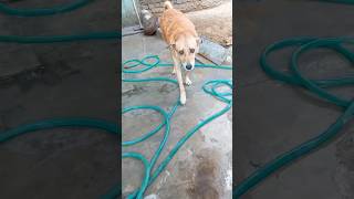 Chhap Chhap Pari Naha Dho kar chali 😋🙈👼 ankivlogs dog youtube shorts [upl. by Riocard]