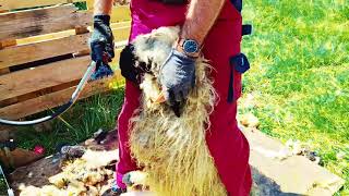 Valois Blacknose sheep shearing in Austria Walliser Schwarznasen Schafschur July 2024 [upl. by Sapphire]