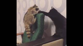 Енот выясняет отношения с котом  Raccoon and cat [upl. by Sonaj]