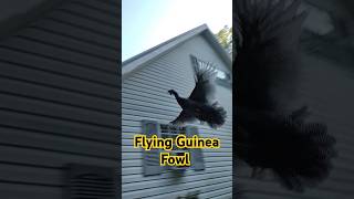 Guinea Fowl 🕊 flying pets shortvideo farm animals short [upl. by Evelyn]